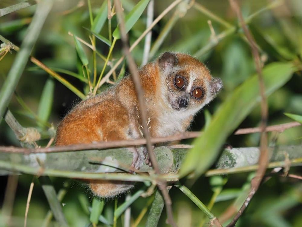 Cat Tien National Park received a rescued pygmy slow loris in 2024